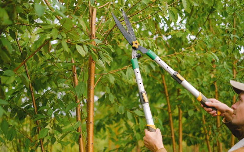Tree trimming in Silver Lake, OR